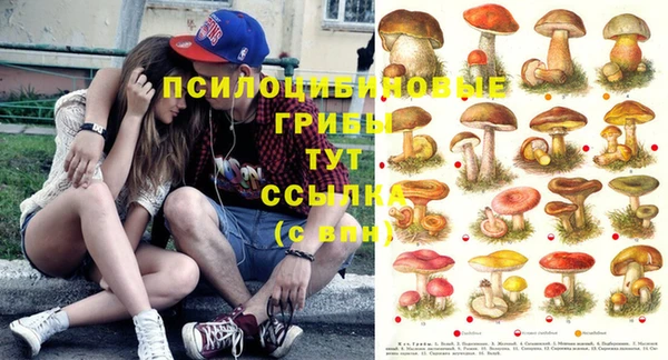 сатива Армянск