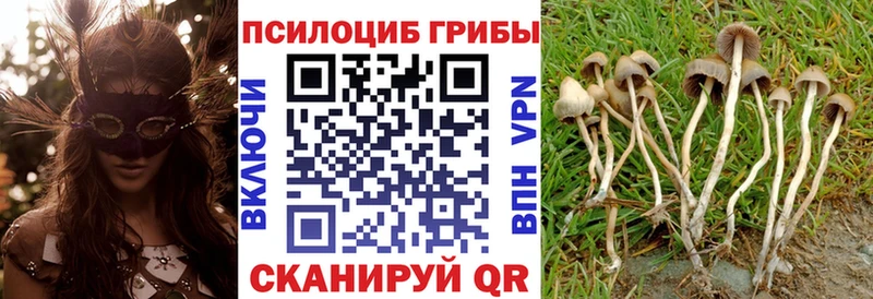 наркотики  Ессентуки  Псилоцибиновые грибы Magic Shrooms 
